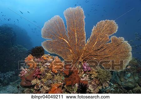 "Coral reef roof with large gorgonian (Annella mollis), various soft corals (Alcyonacea), stony corals (Scleractinia), Sea lilies (Crinoidea) and fish, Great Barrier Reef, Pacific, Australia, Oceania" View Large Photo Image Stock Image - "Coral reef roof with large gorgonian (Annella mollis), various soft corals (Alcyonacea), stony corals (Scleractinia), Sea lilies (Crinoidea) and fish, Great Barrier Reef, Pacific, Australia, Oceania". Fotosearch