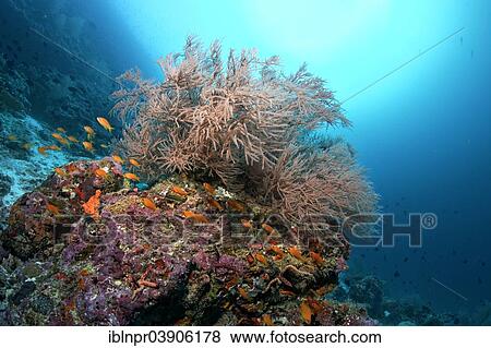 "Coral reef with Black Coral (Antipathes sp. ) and Anthias (Anthiinae), Lhaviyani Atoll, Indian Ocean, Maldives, Asia" View Large Photo Image Stock Photo - "Coral reef with Black Coral (Antipathes sp. ) and Anthias (Anthiinae), Lhaviyani Atoll, Indian Ocean, Maldives, Asia". Fotosearch