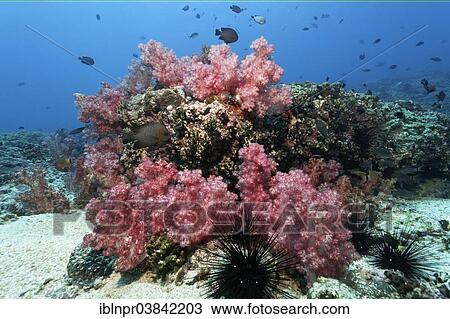 "Coral reef with red Carnation Corals (Dendronephthya klunzingeri) and sea urchins (Diadematidae), Dimaniyat Islands nature reserve, Al Batinah region, Oman, Asia" View Large Photo Image Stock Image - "Coral reef with red Carnation Corals (Dendronephthya klunzingeri) and sea urchins (Diadematidae), Dimaniyat Islands nature reserve, Al Batinah region, Oman, Asia". Fotosearch