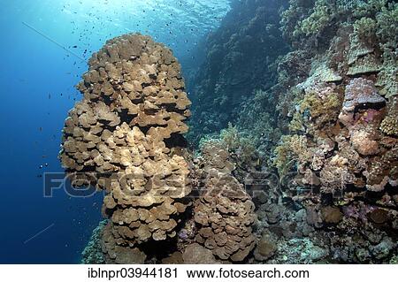 "Coral reef with steep drop and protruding coral tower of a Dome Coral (Porites nodifera) Zarbagad Island, Red Sea, Egypt, Africa" View Large Photo Image Stock Image - "Coral reef with steep drop and protruding coral tower of a Dome Coral (Porites nodifera) Zarbagad Island, Red Sea, Egypt, Africa". Fotosearch
