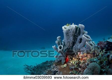"Coral reef with tube sponges, Binalayan, Busuanga, Mimaropa, Philippines, Asia" View Large Photo Image Stock Image - "Coral reef with tube sponges, Binalayan, Busuanga, Mimaropa, Philippines, Asia". Fotosearch