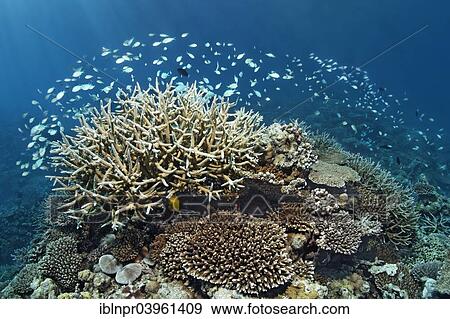 "Coral reef with various Acropora Corals (Acropora sp. ) and a school of Green Chromis or Blue-green Chromis (Chromis viridis), Indian Ocean, Embudu, South Male Atoll, Maldives, Asia" View Large Photo Image Stock Photo - "Coral reef with various Acropora Corals (Acropora sp. ) and a school of Green Chromis or Blue-green Chromis (Chromis viridis), Indian Ocean, Embudu, South Male Atoll, Maldives, Asia". Fotosearch