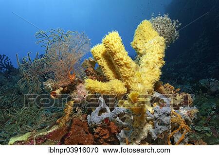 "Coral reef with various sponges and corals, Great Barrier Reef, UNESCO World Natural Heritage Site, Pacific Ocean, Queensland, Australia, Oceania" View Large Photo Image Stock Image - "Coral reef with various sponges and corals, Great Barrier Reef, UNESCO World Natural Heritage Site, Pacific Ocean, Queensland, Australia, Oceania". Fotosearch