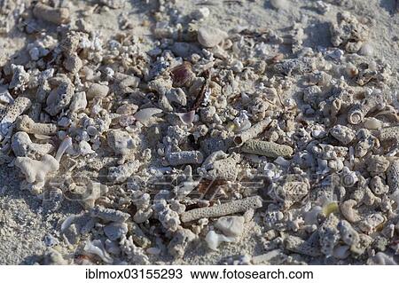 Stock Image - "Coral sand, Indian Ocean, Male, North Male Atoll, Maldives, Asia". Fotosearch