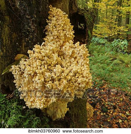 "Coral Tooth (Hericium coralloides), Hesse, Germany, Europe" View Large Photo Image Stock Image - "Coral Tooth (Hericium coralloides), Hesse, Germany, Europe". Fotosearch