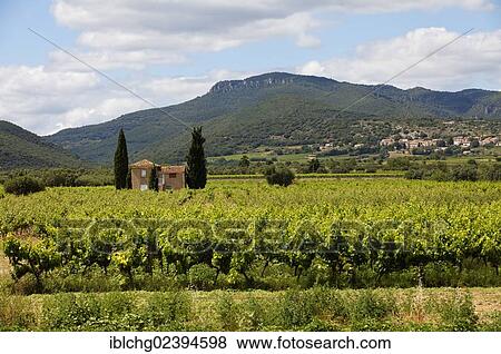 Stock Photo - "Corbieres vineyard near Montpeyroux, Herault valley, Herault, France, Europe". Fotosearch