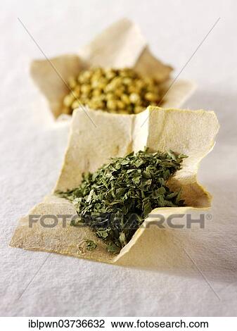 Coriander leaves and coriander seeds View Large Photo Image Stock Image - Coriander leaves and coriander seeds. Fotosearch