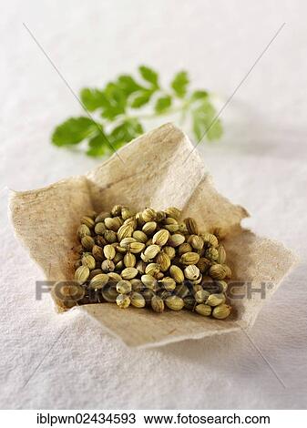Coriander seeds and coriander leaves View Large Photo Image Stock Image - Coriander seeds and coriander leaves. Fotosearch