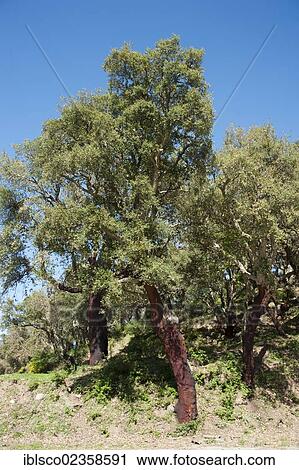 "Cork oak (Quercus suber), Madonie mountains, Geraci Siculo, Sicily, Italy, Europe" View Large Photo Image Stock Image - "Cork oak (Quercus suber), Madonie mountains, Geraci Siculo, Sicily, Italy, Europe". Fotosearch
