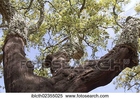 "Cork Oak (Quercus suber), near Sao Bras de Alportel, Portugal, Europe" View Large Photo Image Stock Photography - "Cork Oak (Quercus suber), near Sao Bras de Alportel, Portugal, Europe". Fotosearch