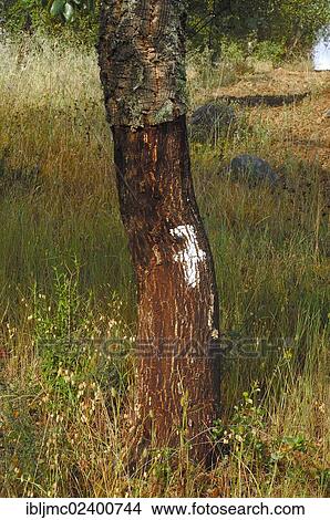 Picture - "Cork oak (Quercus suber) with number 7, Evora, Alentejo, Portugal, Europe". Fotosearch
