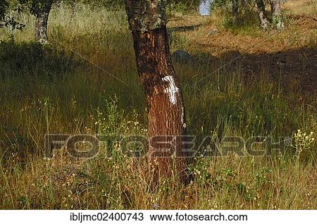 "Cork oak (Quercus suber) with number 7, Evora, Alentejo, Portugal, Europe" View Large Photo Image Stock Image - "Cork oak (Quercus suber) with number 7, Evora, Alentejo, Portugal, Europe". Fotosearch