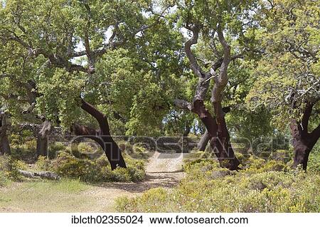 "Cork Oaks (Quercus suber), cork oak forest near Sao Bras de Alportel, Portugal, Europe" View Large Photo Image Picture - "Cork Oaks (Quercus suber), cork oak forest near Sao Bras de Alportel, Portugal, Europe". Fotosearch