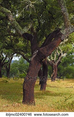 "Cork oaks (Quercus suber), Evora, Alentejo, Portugal, Europe" View Large Photo Image Stock Photograph - "Cork oaks (Quercus suber), Evora, Alentejo, Portugal, Europe". Fotosearch