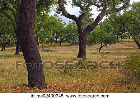 "Cork oaks (Quercus suber), Evora, Alentejo, Portugal, Europe" View Large Photo Image Stock Photography - "Cork oaks (Quercus suber), Evora, Alentejo, Portugal, Europe". Fotosearch