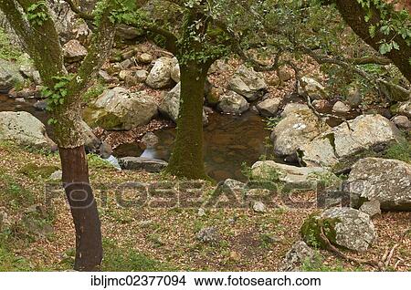 "Cork oaks (Quercus suber), La Sauceda, Los Alcornocales Natural Park, Malaga province, Andalusia, Spain, Europe" View Large Photo Image Picture - "Cork oaks (Quercus suber), La Sauceda, Los Alcornocales Natural Park, Malaga province, Andalusia, Spain, Europe". Fotosearch
