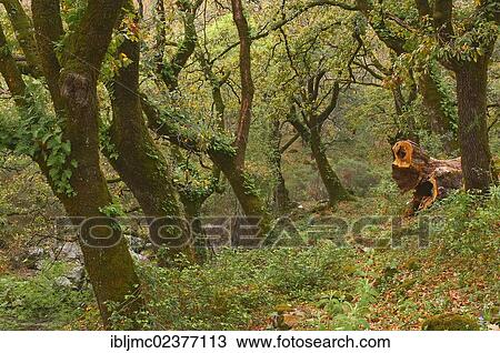 "Cork oaks (Quercus suber), La Sauceda, Los Alcornocales Natural Park, Malaga province, Andalusia, Spain, Europe" View Large Photo Image Stock Image - "Cork oaks (Quercus suber), La Sauceda, Los Alcornocales Natural Park, Malaga province, Andalusia, Spain, Europe". Fotosearch