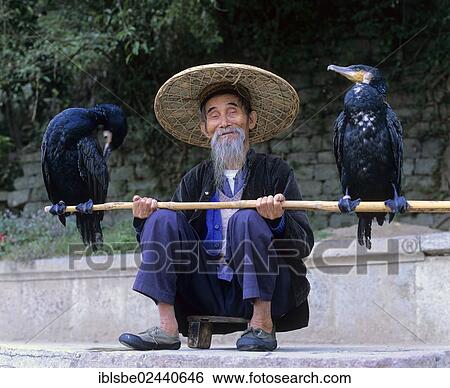 "Cormorant fisherman with Great Cormorants (Phalacrocorax carbo) on the Li Jiang River, Yangshuo, Guilin, Guangxi, China, Asia" View Large Photo Image Stock Photograph - "Cormorant fisherman with Great Cormorants (Phalacrocorax carbo) on the Li Jiang River, Yangshuo, Guilin, Guangxi, China, Asia". Fotosearch