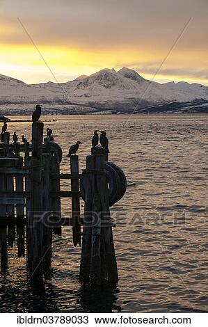 "Cormorants (Phalacrocorax carbo) on a pier, Grindoysund, Tromso, Troms, Norway, Europe" View Large Photo Image Stock Image - "Cormorants (Phalacrocorax carbo) on a pier, Grindoysund, Tromso, Troms, Norway, Europe". Fotosearch
