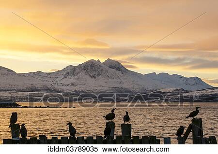 "Cormorants (Phalacrocorax carbo) on a pier, Grindoysund, Tromso, Troms, Norway, Europe" View Large Photo Image Stock Photography - "Cormorants (Phalacrocorax carbo) on a pier, Grindoysund, Tromso, Troms, Norway, Europe". Fotosearch