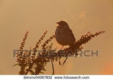 "Corn Bunting (Emberiza calandra), male, perched, in the morning backlight, Middle Elbe Biosphere Reserve, Dessau-Rosslau, Saxony-Anhalt, Germany, Europe" View Large Photo Image Stock Image - "Corn Bunting (Emberiza calandra), male, perched, in the morning backlight, Middle Elbe Biosphere Reserve, Dessau-Rosslau, Saxony-Anhalt, Germany, Europe". Fotosearch