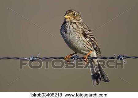 Stock Photo - "Corn Bunting (Emberiza calandra), Extremadura, Spain, Europe". Fotosearch