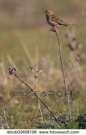 Stock Photograph - "Corn Bunting (Emberiza calandra), Extremadura, Spain, Europe". Fotosearch