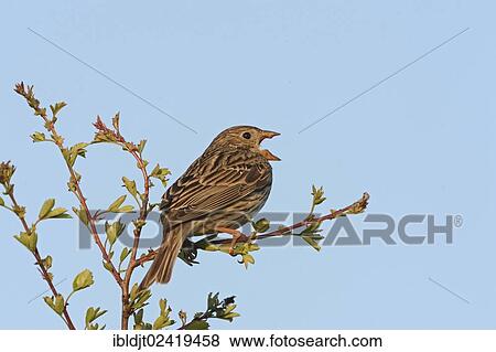 Stock Photo - Corn Bunting (Miliaria calandra) in song, Norfolk, England, United Kingdom, Europe. Fotosearch