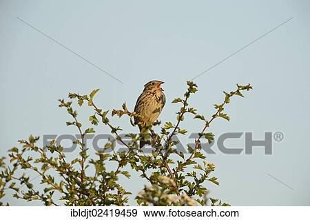 Corn Bunting (Miliaria calandra) in song, Norfolk, England, United Kingdom, Europe View Large Photo Image Stock Photo - Corn Bunting (Miliaria calandra) in song, Norfolk, England, United Kingdom, Europe. Fotosearch