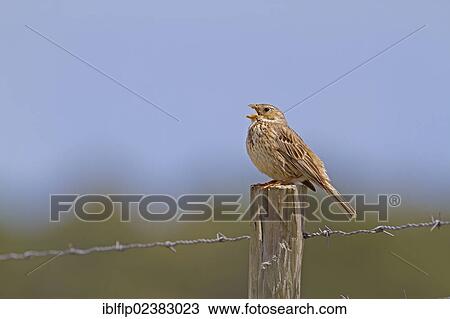 "Corn Bunting (Miliaria calandra), adult, singing, perched on post of barbed wire fence, Spain, Europe" View Large Photo Image Stock Image - "Corn Bunting (Miliaria calandra), adult, singing, perched on post of barbed wire fence, Spain, Europe". Fotosearch