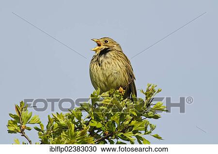"Corn Bunting (Miliaria calandra), adult, singing, perched on bush, Elmley Marshes National Nature Reserve, Isle of Sheppey, Kent, England, United Kingdom, Europe" View Large Photo Image Stock Image - "Corn Bunting (Miliaria calandra), adult, singing, perched on bush, Elmley Marshes National Nature Reserve, Isle of Sheppey, Kent, England, United Kingdom, Europe". Fotosearch