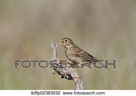 "Corn Bunting (Miliaria calandra), adult, panting in heat, perched on twig, Castilla y Leon, Spain, Europe" View Large Photo Image Stock Image - "Corn Bunting (Miliaria calandra), adult, panting in heat, perched on twig, Castilla y Leon, Spain, Europe". Fotosearch
