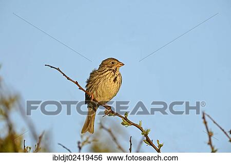 Corn Bunting (Miliaria calandra), Norfolk, England, United Kingdom, Europe View Large Photo Image Stock Photograph - Corn Bunting (Miliaria calandra), Norfolk, England, United Kingdom, Europe. Fotosearch