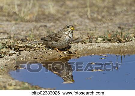 "Corn Bunting (Miliaria calandra), adult, Castilla y Leon, Spain, Europe" View Large Photo Image Stock Photograph - "Corn Bunting (Miliaria calandra), adult, Castilla y Leon, Spain, Europe". Fotosearch
