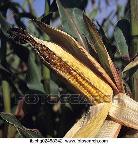 "Corn cob, maize field" View Large Photo Image Stock Image - "Corn cob, maize field". Fotosearch