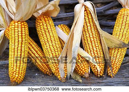 Stock Photo - "Corn cobs drying, Hungary, Europe". Fotosearch