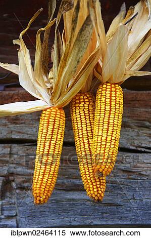 Stock Photography - "Corn cobs drying, Hungary, Europe". Fotosearch
