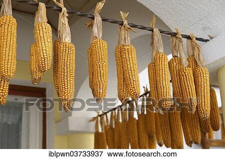 Stock Photo - "Corn cobs drying outside a farm house, Morbisch am See, Burgenland, Austria, Europe". Fotosearch
