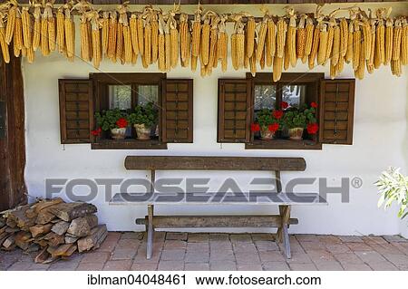 "Corn cobs hanging in front of a house, Freilichtmuseum Ensemble Gerersdorf Open Air Museum, Gerersdorf-Sulz, Southern Burgenland, Burgenland, Austria, Europe" View Large Photo Image Stock Image - "Corn cobs hanging in front of a house, Freilichtmuseum Ensemble Gerersdorf Open Air Museum, Gerersdorf-Sulz, Southern Burgenland, Burgenland, Austria, Europe". Fotosearch