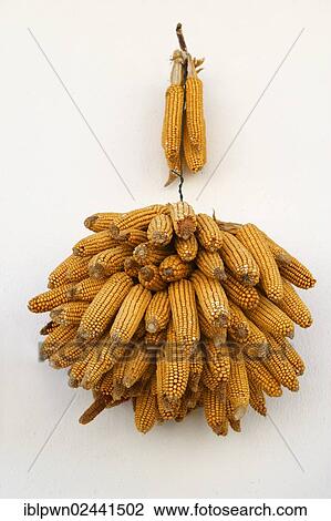 "Corn cobs hung outside to dry, Moerbisch am See, Austria, Europe" View Large Photo Image Stock Image - "Corn cobs hung outside to dry, Moerbisch am See, Austria, Europe". Fotosearch