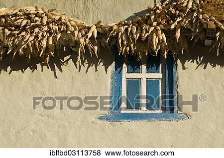 "Corn drying at a white farmer's house with blue window, Khincha, Solukhumbu District, Sagarmatha Zone, Nepal, Asia" View Large Photo Image Stock Photo - "Corn drying at a white farmer's house with blue window, Khincha, Solukhumbu District, Sagarmatha Zone, Nepal, Asia". Fotosearch