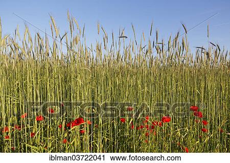 "Corn field and Poppies (Papaver rhoeas), Etting, Polling, Pfaffenwinkel region, Upper Bavaria, Bavaria, Germany, Europe" View Large Photo Image Stock Image - "Corn field and Poppies (Papaver rhoeas), Etting, Polling, Pfaffenwinkel region, Upper Bavaria, Bavaria, Germany, Europe". Fotosearch