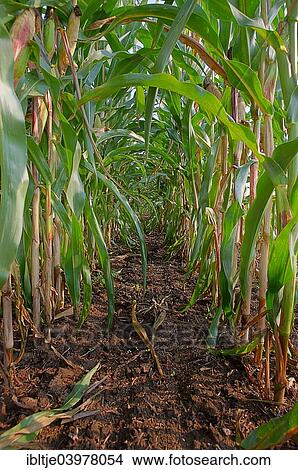 "Corn field, near Bad Duben, Saxony, Germany, Europe" View Large Photo Image Picture - "Corn field, near Bad Duben, Saxony, Germany, Europe". Fotosearch