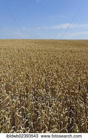 "Corn fields near Steinkirchen, Upper Bavaria, Bavaria, Germany, Europe" View Large Photo Image Stock Image - "Corn fields near Steinkirchen, Upper Bavaria, Bavaria, Germany, Europe". Fotosearch