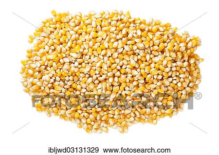 Stock Photo - Corn for making popcorn. Fotosearch