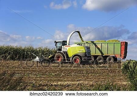 Corn forager filling a parallely drawn trailer with corn, Rehna, Mecklenburg-Western Pomerania, Germany, Europe, PublicGround, Europe View Large Photo Image Stock Photo - Corn forager filling a parallely drawn trailer with corn, Rehna, Mecklenburg-Western Pomerania, Germany, Europe, PublicGround, Europe. Fotosearch