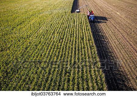 "Corn harvest, combine harvester working through a field of corn, silage is pumped directly into a trailer, Germany, Europe" View Large Photo Image Picture - "Corn harvest, combine harvester working through a field of corn, silage is pumped directly into a trailer, Germany, Europe". Fotosearch