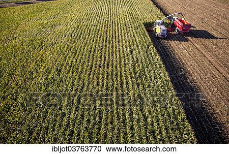 Stock Image - "Corn harvest, combine harvester working through a field of corn, silage is pumped directly into a trailer, Germany, Europe". Fotosearch
