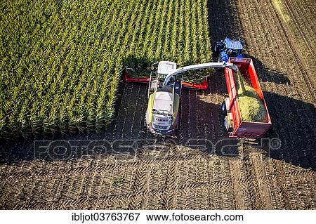 Stock Photo - "Corn harvest, combine harvester working through a field of corn, silage is pumped directly into a trailer, Germany, Europe". Fotosearch