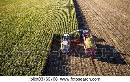 Stock Photo - "Corn harvest, combine harvester working through a field of corn, silage is pumped directly into a trailer, Germany, Europe". Fotosearch